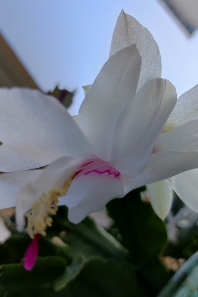 Weiße Blüte der Schlumbergera